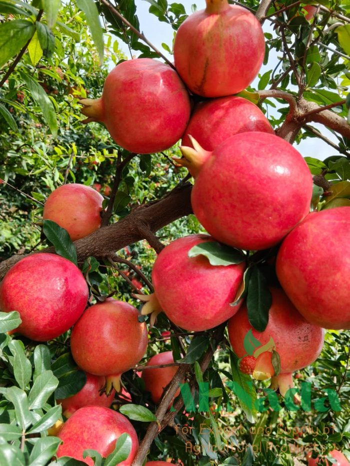 Fresh Pomegranate