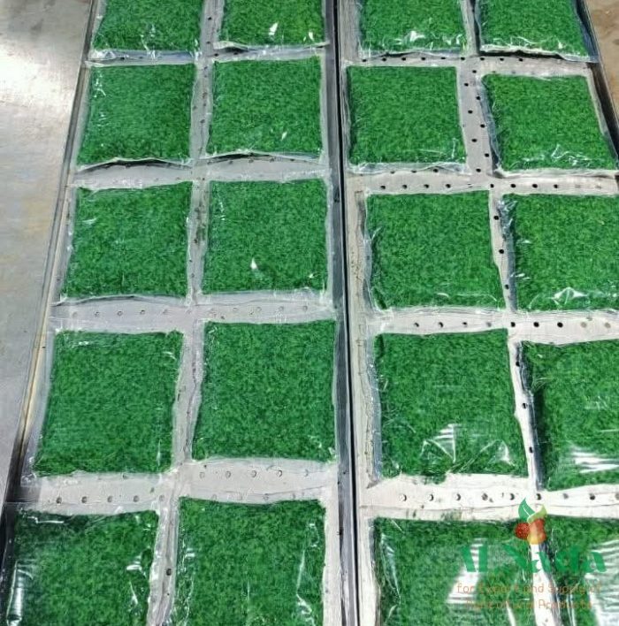IQF Frozen Molokhia